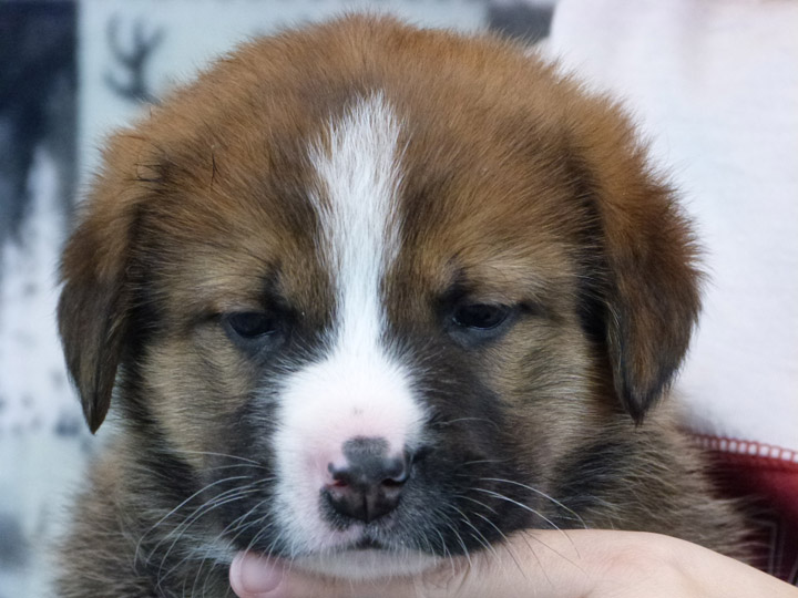 chinook puppy